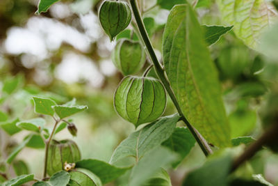 Close-up of physalis growing on tree
