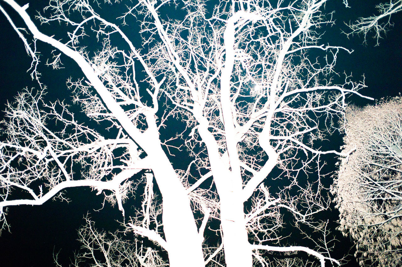 branch, no people, tree, plant, nature, pattern, low angle view, night, frost, outdoors, close-up