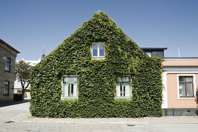 Ivy covered house in city against clear blue sky