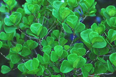 Close-up of fresh green plants