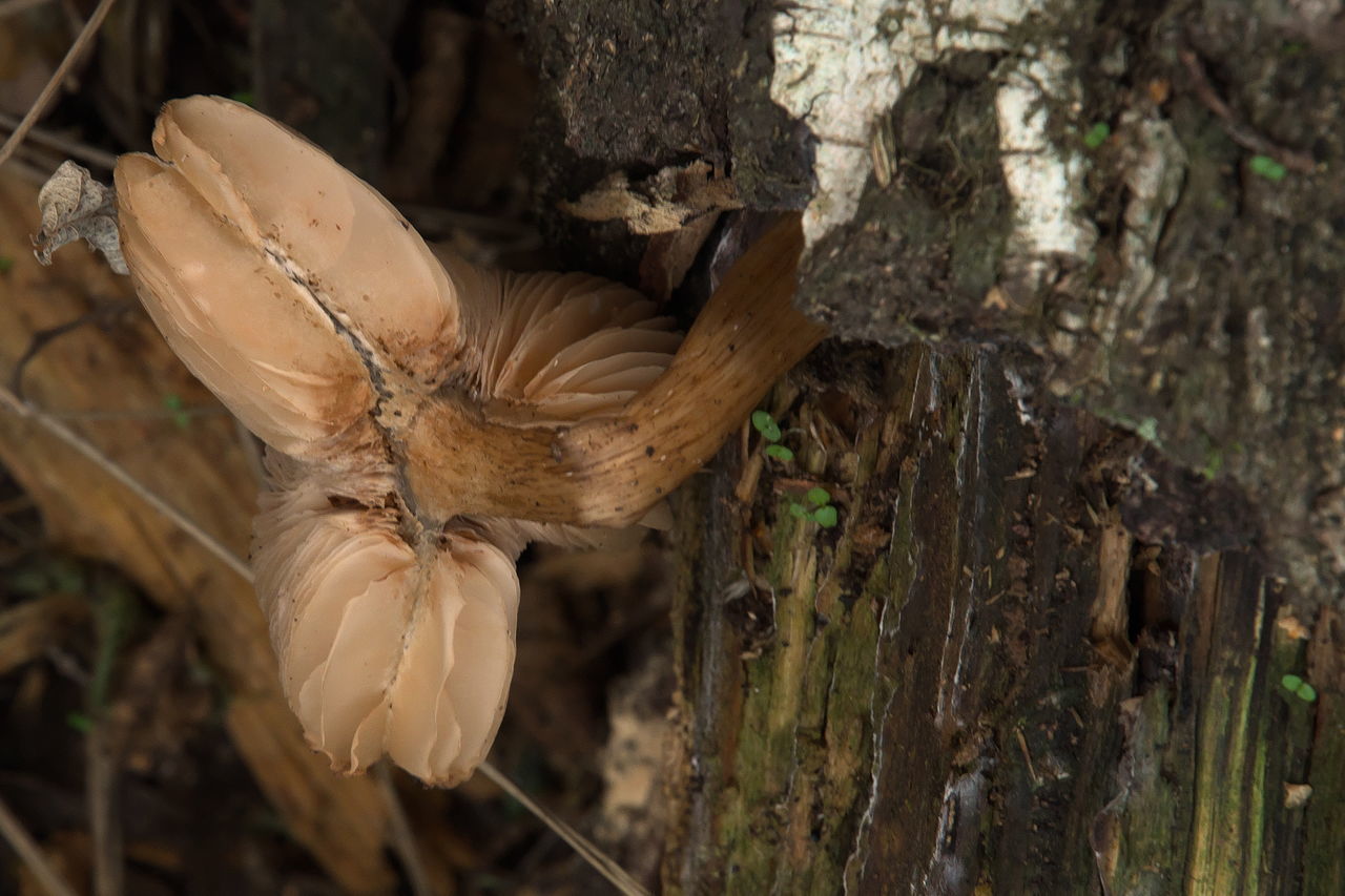 plant, tree, nature, wildlife, animal, tree trunk, animal themes, close-up, trunk, no people, animal wildlife, forest, vegetable, land, outdoors, leaf, macro photography, woodland, wood, focus on foreground, one animal, food, flower, day, growth, fungus, brown, animal body part, mushroom