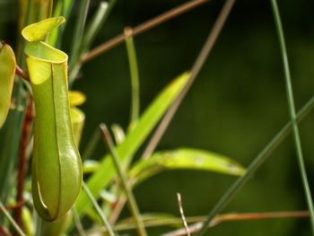 Close-up of villose pitcher plant growing outdoors