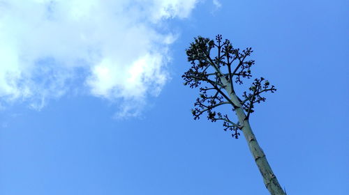 Low angle view of tree against blue sky