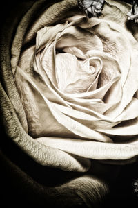 Close-up of rose bouquet