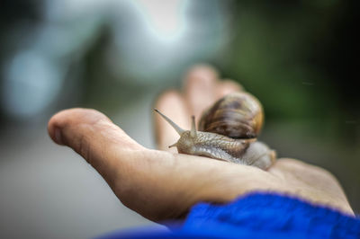 Cropped image of man holding snail