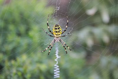 Close-up of spider on web