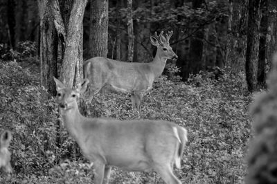 Whitetail deer family in my backyard in the poconos pennsylvania