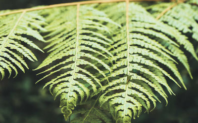 Close-up of fern leaves