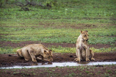 Lionesses drinking water