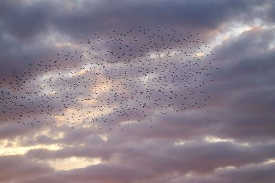 Low angle view of birds flying against cloudy sky