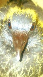 Full frame shot of tiled floor