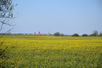 Scenic view of oilseed rape field against sky