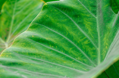 Full frame shot of leaf