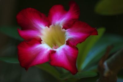 Close-up of pink flower