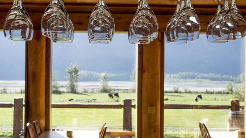 Close-up of light bulbs hanging from window