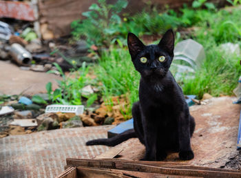 Portrait of black cat sitting outdoors