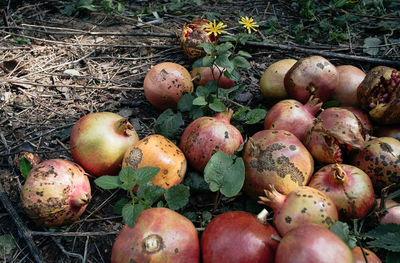 Close-up of fruits on field