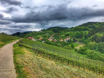 Scenic view of agricultural field against sky