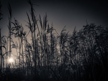 Plants growing on field at sunset