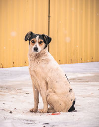 Portrait of dog sitting on land