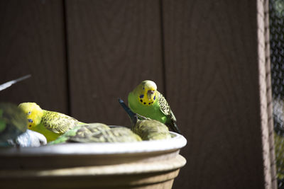 Close-up of a bird