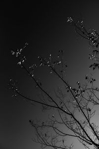 Low angle view of birds flying against sky