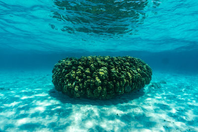 View of coral swimming in sea