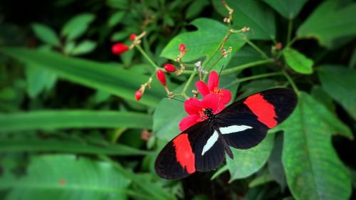 Close-up of butterfly on red flower