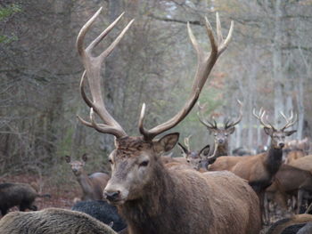 Deer standing on field