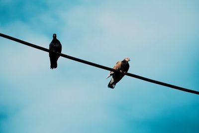 Low angle view of birds perching on cable
