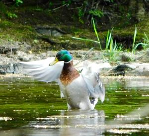 Mallard ducks swimming in lake