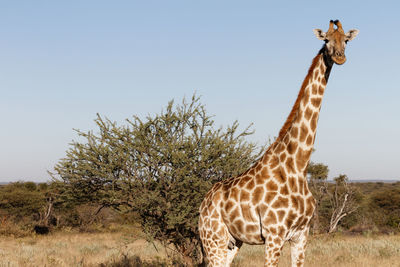 View of giraffe against clear sky