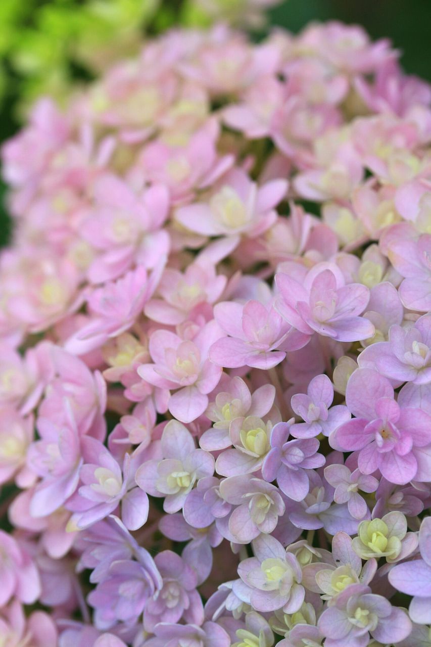 flower, freshness, petal, fragility, beauty in nature, growth, flower head, pink color, nature, blooming, close-up, plant, focus on foreground, in bloom, selective focus, park - man made space, outdoors, pink, blossom, botany