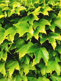 Full frame shot of leaves