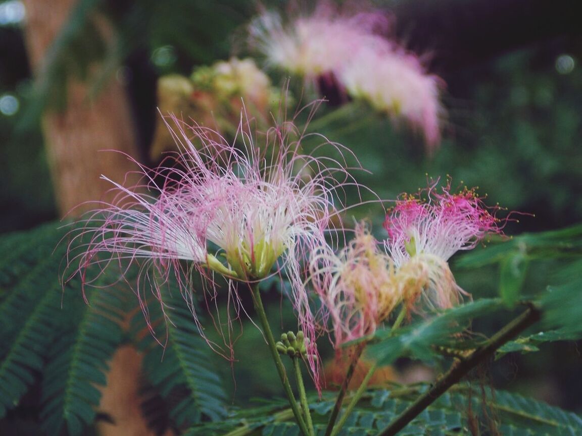 flower, growth, close-up, fragility, freshness, plant, focus on foreground, beauty in nature, nature, flower head, stem, selective focus, pink color, petal, bud, outdoors, blooming, botany, day, spiked