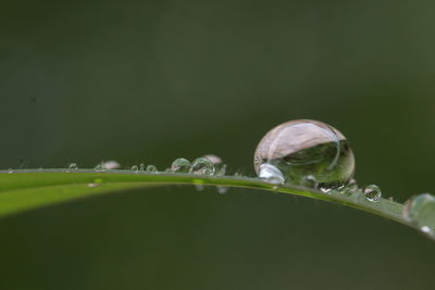 Close-up of water drops on plant