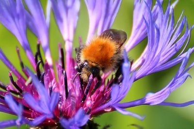 Close-up of bee pollinating on flower