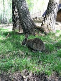 Squirrel on tree trunk