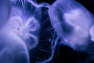 jellyfish