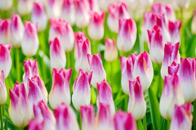 Close-up of pink tulips