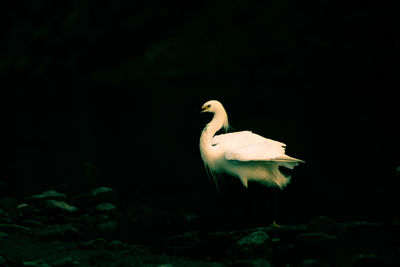 Bird perching on a land