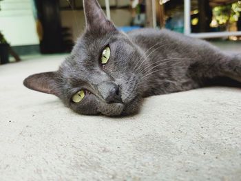 Close-up portrait of a cat