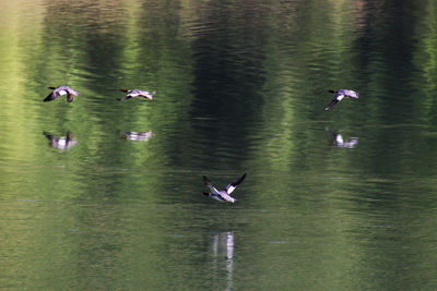 Ducks swimming in lake