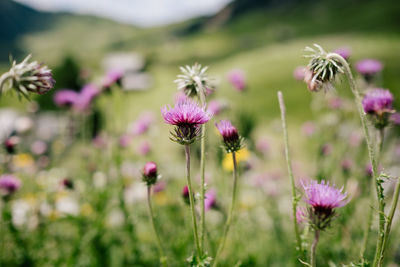 Close-up of pink flowering plants on field