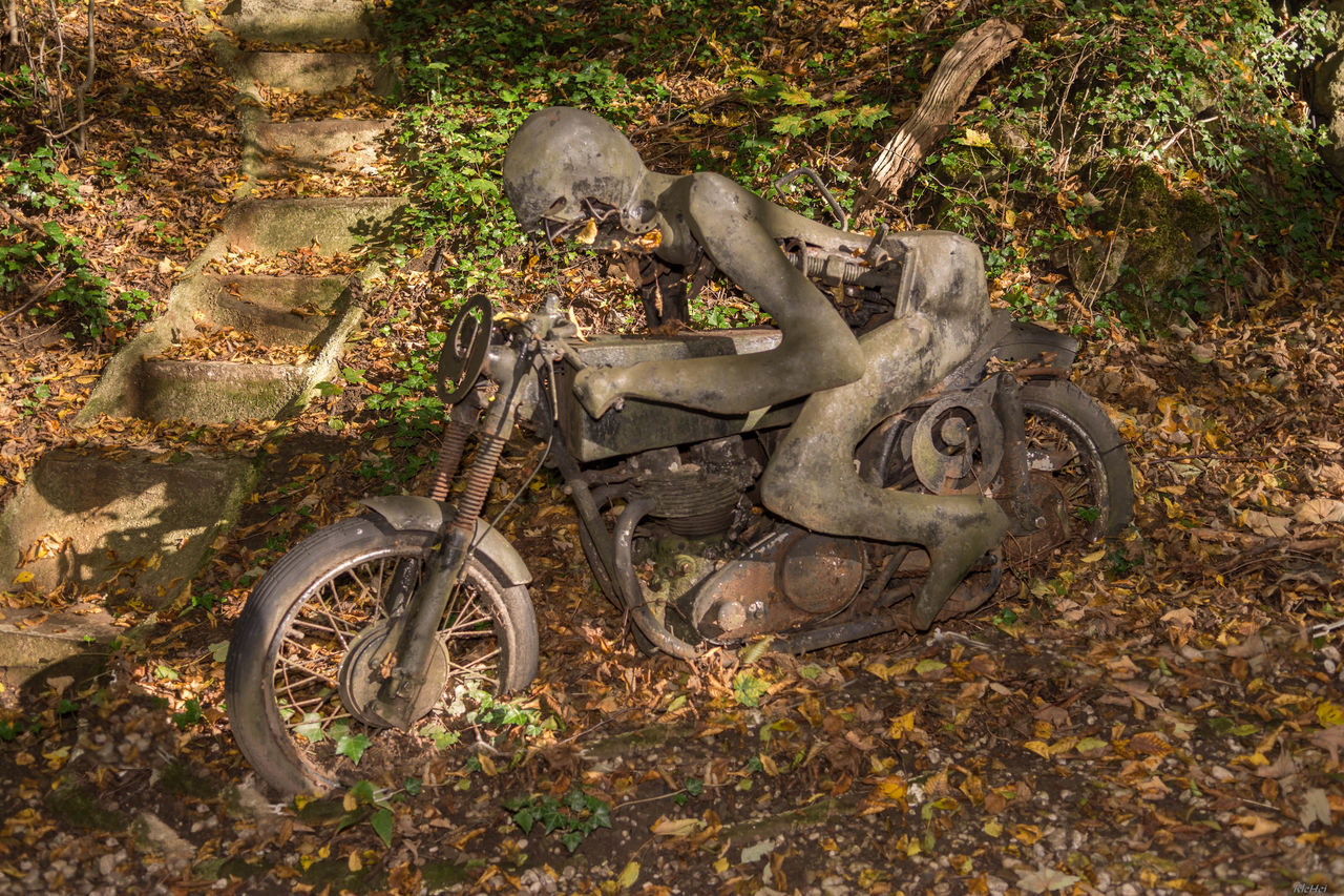 OLD RUSTY WHEEL BY TREE