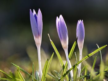 Close-up of crocus blooming outdoors