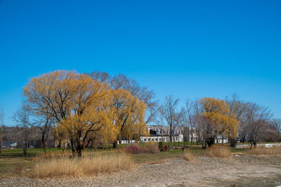 Trees on field against clear blue sky