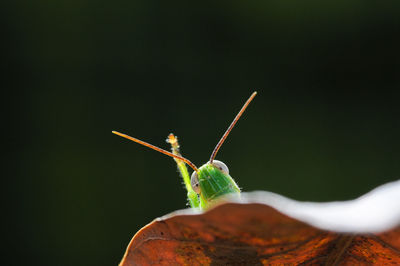 Close-up of grasshoper raised hans on the leaf