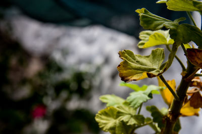 Close-up of yellow flowering plant