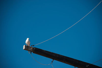 Low angle view of bird perching on cable against blue sky